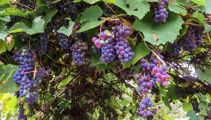 Trauben am Weinstock