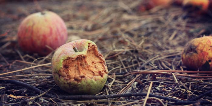 Faule Äpfel und ihr unerkannter Einfluss auf unsere Welt