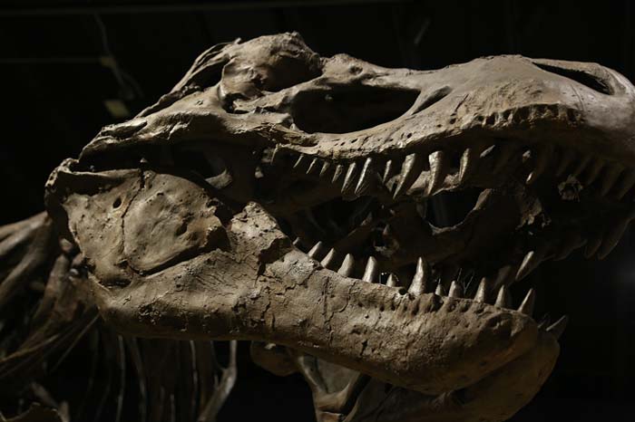 Nicht versteinertes Weichgewebe in Dinosaurierknochen