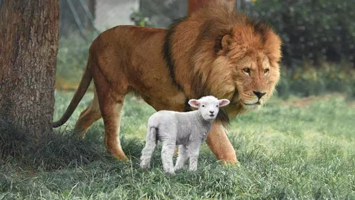 Löwe und Lamm friedlich zusammen